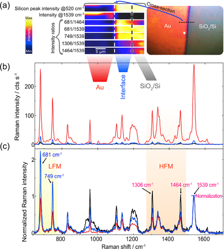 Figure 2. (a) Raman maps of selected signal intensities and ratios; see labels. The color scale (blue to yellow) shows the increase in intensity. (b) Raman spectra averaged over the Au and SiO2/Si sides of the CoPc-coated sample and the Au/SiO2/Si interface. The inset shows the optical microscopy image of the sample taken during the Raman analysis. (c) Normalized Raman spectra to the CoPc CC mode at 1539 cm−1.